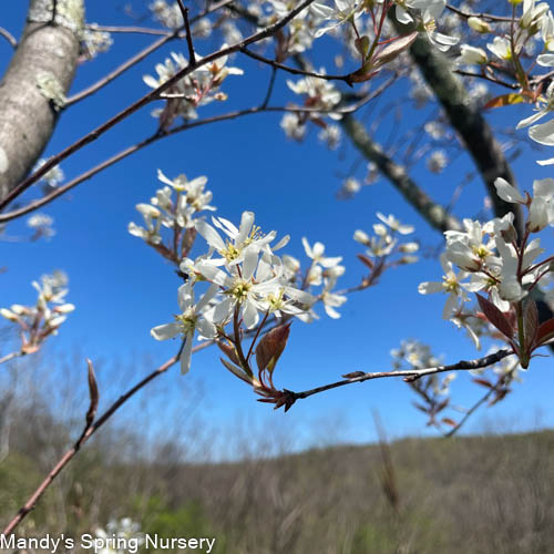 Autumn Brilliance Serviceberry | Amelanchier x grandiflora