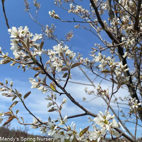 Shadblow Serviceberry | Amelanchier canadensis