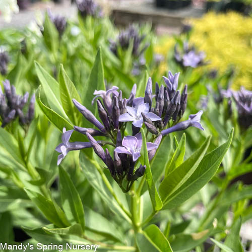 'Blue Ice' Blue Star | Amsonia