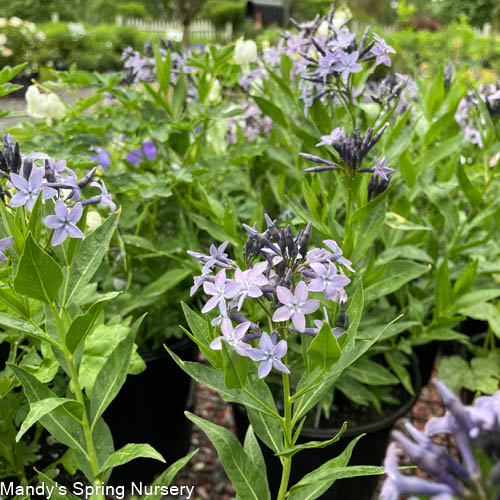 'Blue Ice' Blue Star | Amsonia