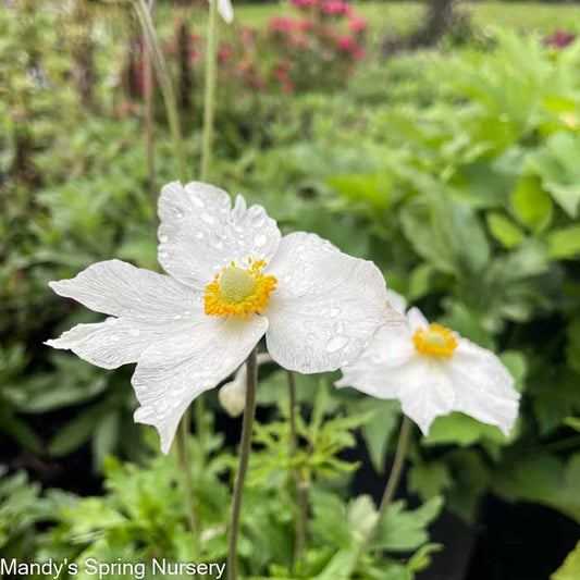 Plug-Honorine Jobert Japanese Anemone | Anemone