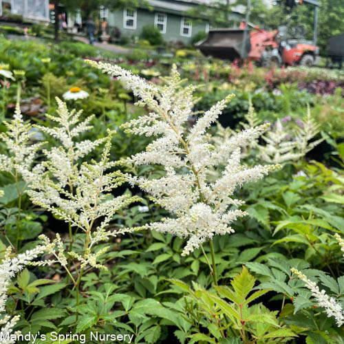 Deutschland Astilbe | Astilbe japonica