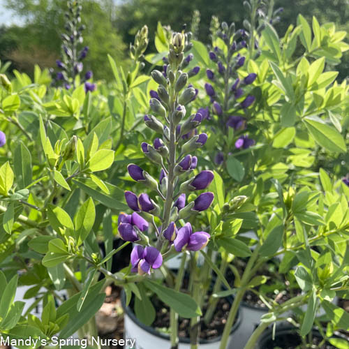 Blueberry Sundae False Indigo | Baptisia 'Blueberry Sundae'