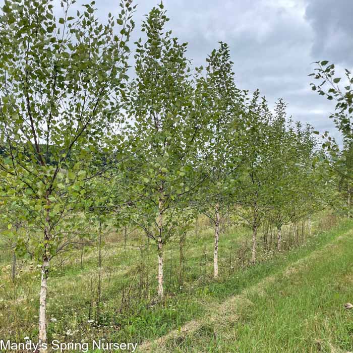 Paper Birch Birch | Betula papyrifera 'Paper Birch'