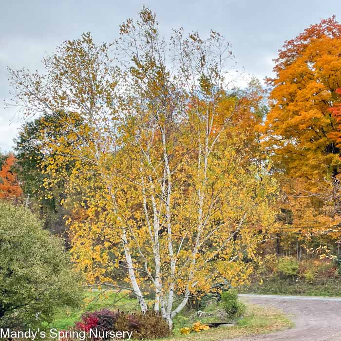 Paper Birch Birch | Betula papyrifera 'Paper Birch'