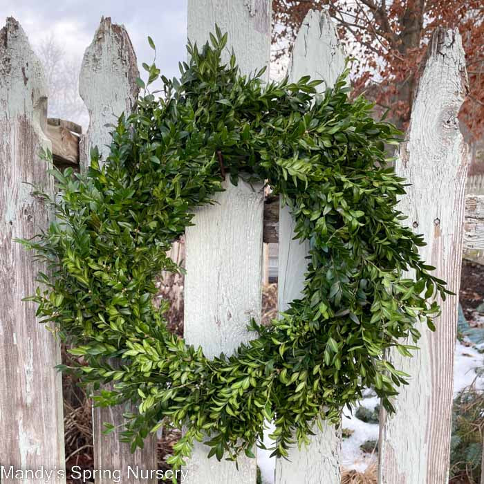 Custom Boxwood Wreath 12" - Hypoallergenic NO BOW (PRE-ORDER)