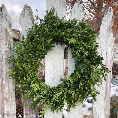 Custom Boxwood Wreath 12" - Hypoallergenic NO BOW (PRE-ORDER)