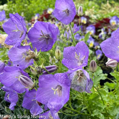 Rapido Blue Bellflower | Campanula carpatica