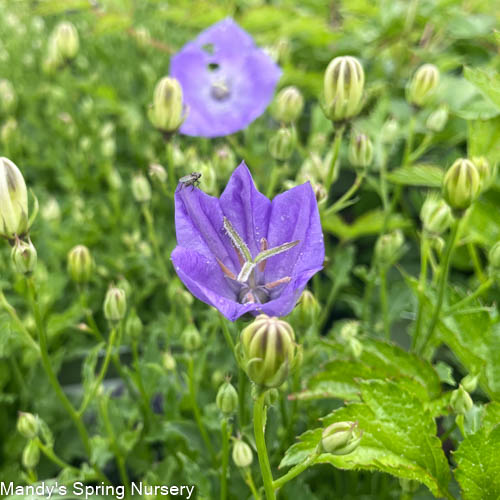 Rapido Blue Bellflower | Campanula carpatica