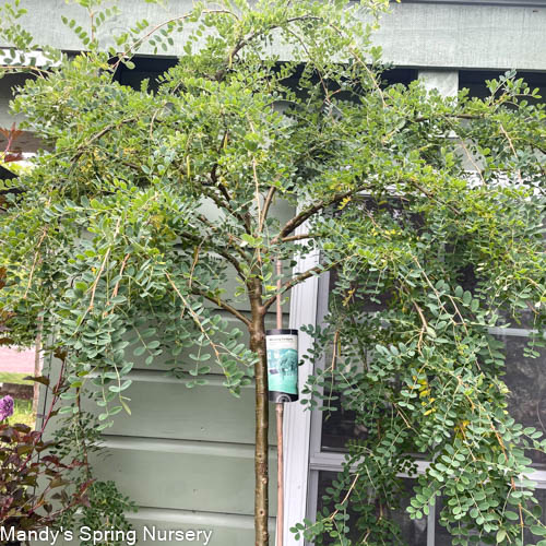 Weeping Caragana | Tree Caragana arborescens