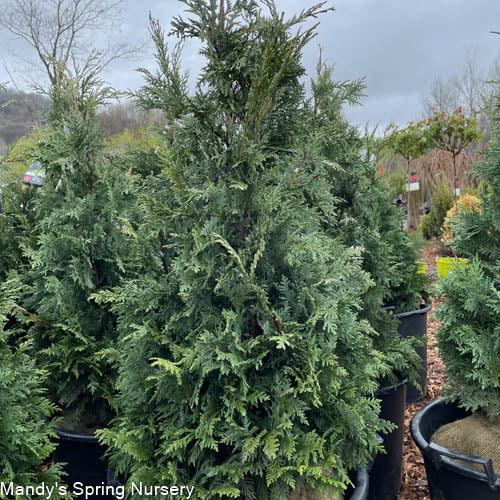 Blue Nootka Cypress | Chamaecyparis nootkatensis 'Glauca'