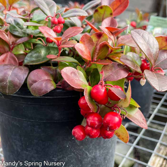 Redwood Checkerberry | Gaultheria procumbens