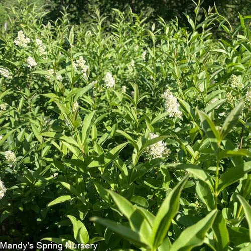 Cheyenne Privet | Ligustrum vulgare