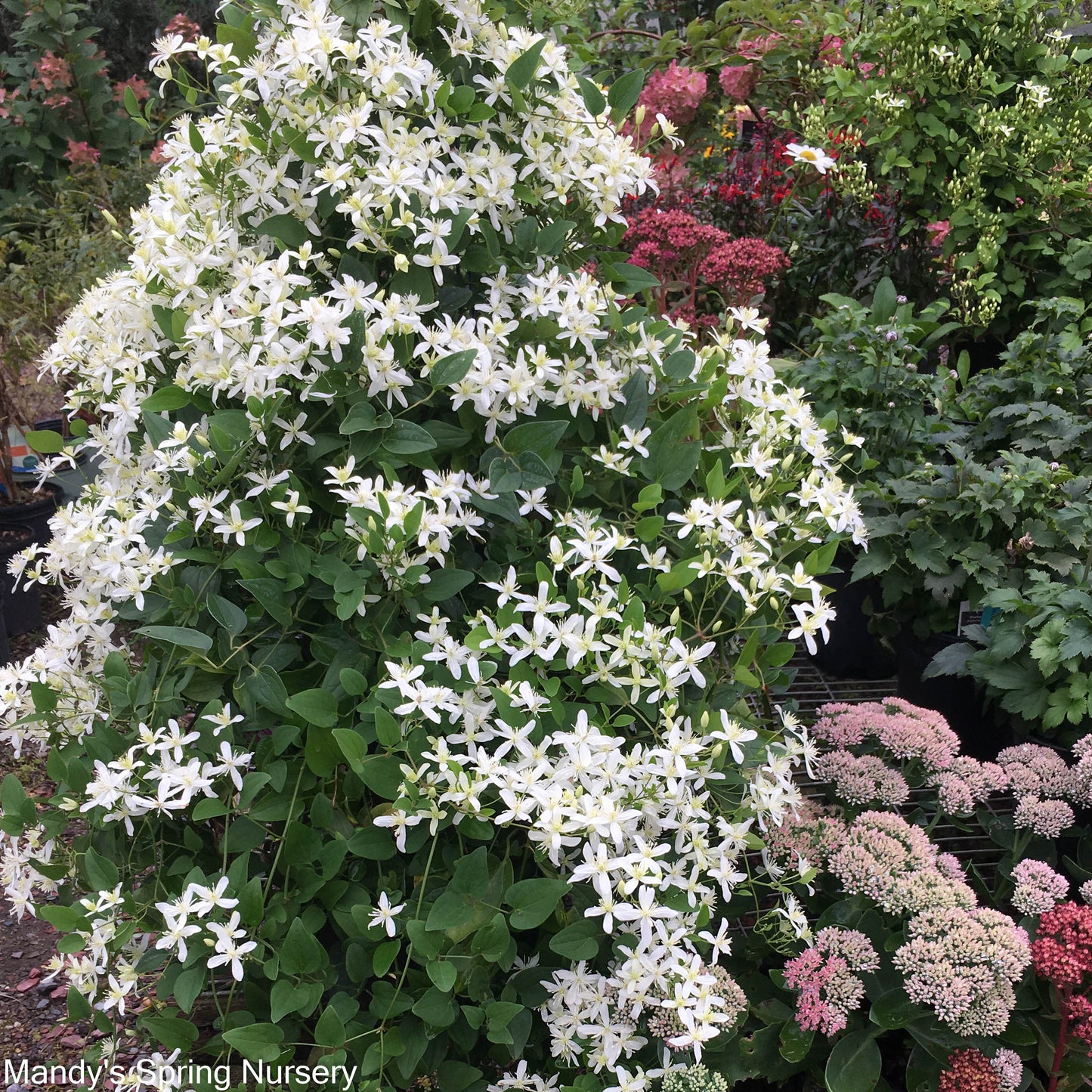 Sweet Autumn Clematis | Clematis paniculata