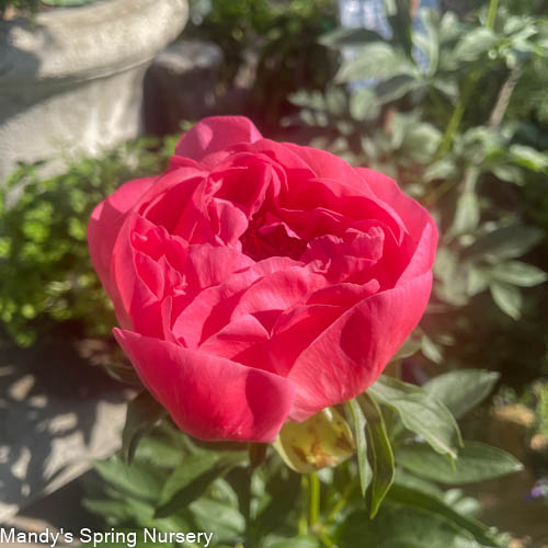 Coral Sunset Peony | Paeonia