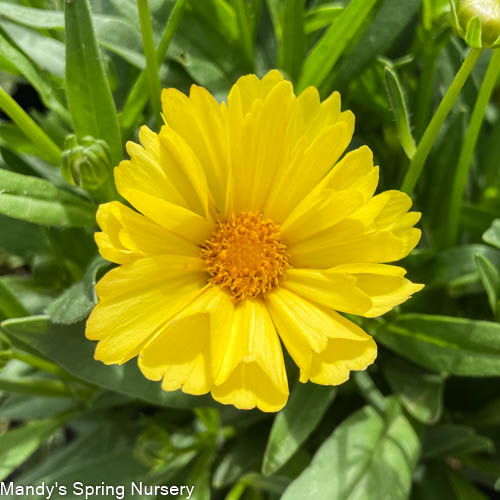 Leading Lady Sophia Tickseed |  Coreopsis