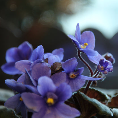 African Violet