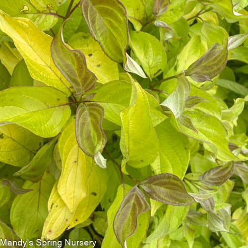 Neon Burst Dogwood | Cornus alba