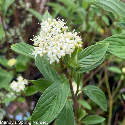 Red Twig Dogwood | Cornus baileyi