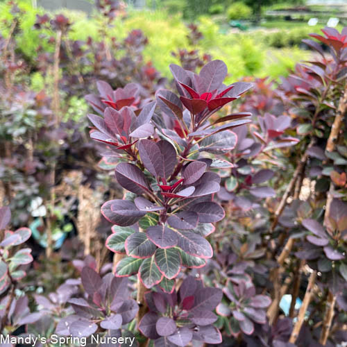 Royal Purple Smokebush | Cotinus coggygia