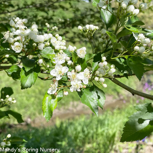 Winter King Hawthorn | Crataegus viridis 'Winter King'