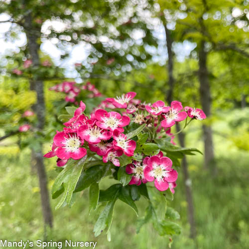 Crimson Cloud Hawthorn | Crataegus laevigata 'Superba'