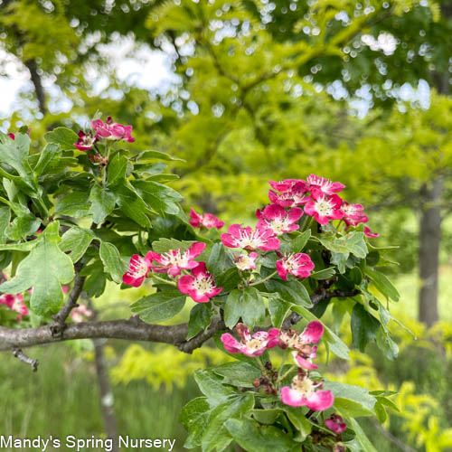 Crimson Cloud Hawthorn | Crataegus laevigata 'Superba'