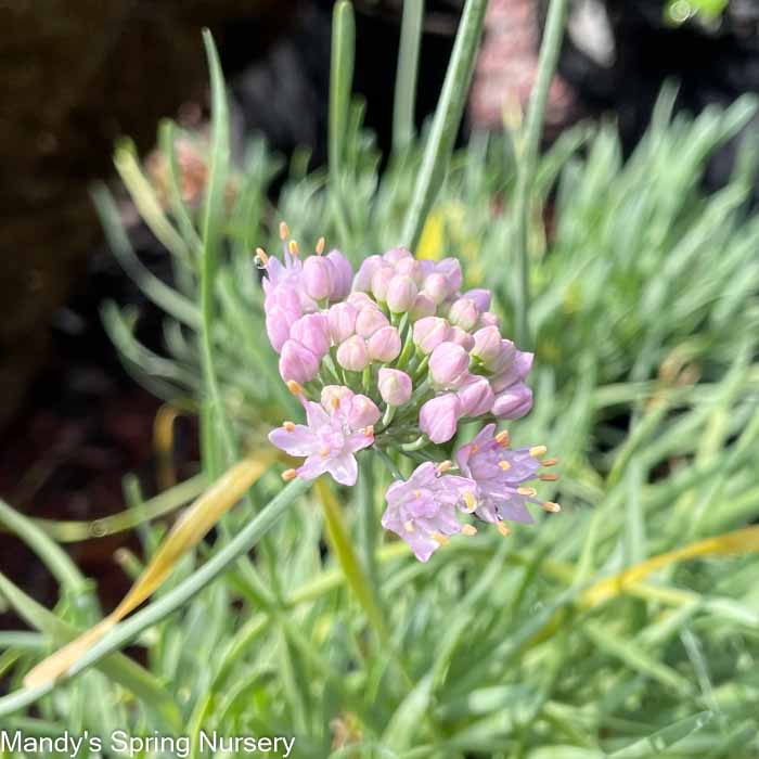 Curly Chives | Allium senescens 'Glaucum'