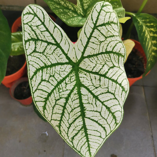 Bulbs - White Christmas Caladium