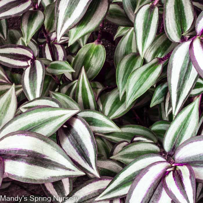 'Purple Wandering' | Tradescantia