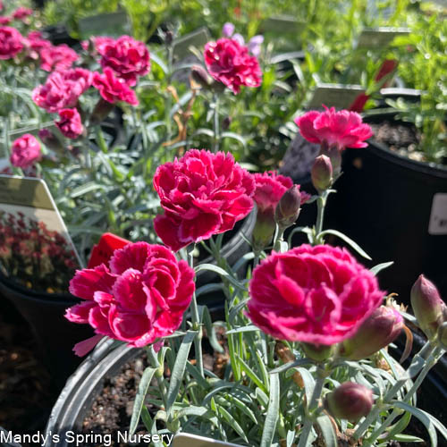 Burgundy Blush Dianthus