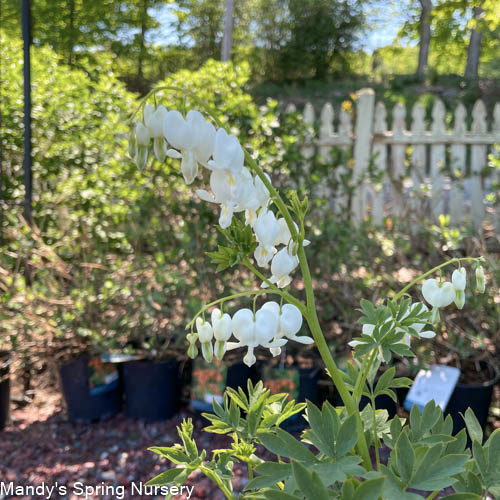 White Old-Fashioned Bleeding Heart | Dicentra spec. Alba