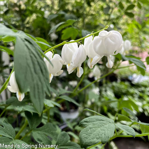 White Old-Fashioned Bleeding Heart | Dicentra spec. Alba