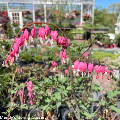 Bleeding Heart | Dicentra spectabilis