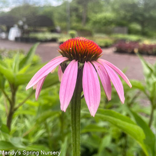 'Magnus' Coneflower |  Echinacea purpurea 'Magnus'