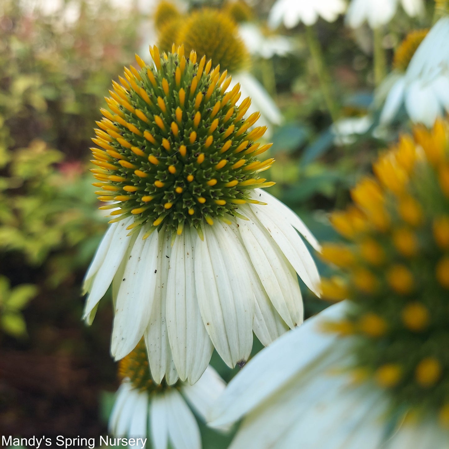 'Pow Wow' White Coneflower | Echinacea purpurea