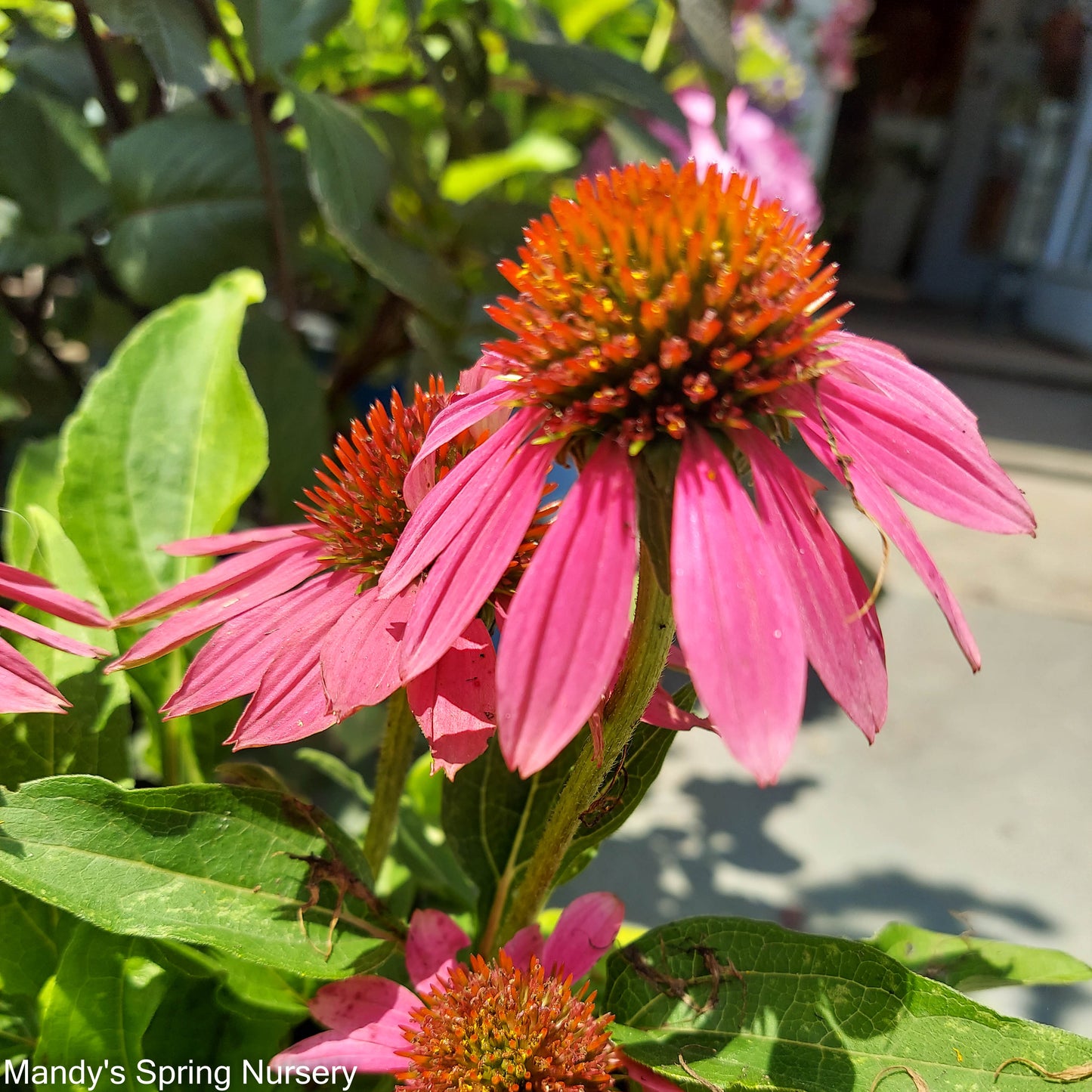 'PowWow Wild Berry' Coneflower | Echinacea purpurea 'PowWow Wild Berry'