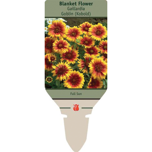 Goblin Blanket Flower | Gaillardia