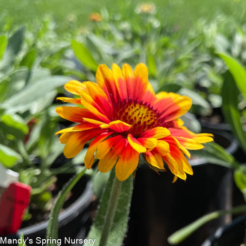 Arizona Sun Blanket Flower | Gaillardia aristata