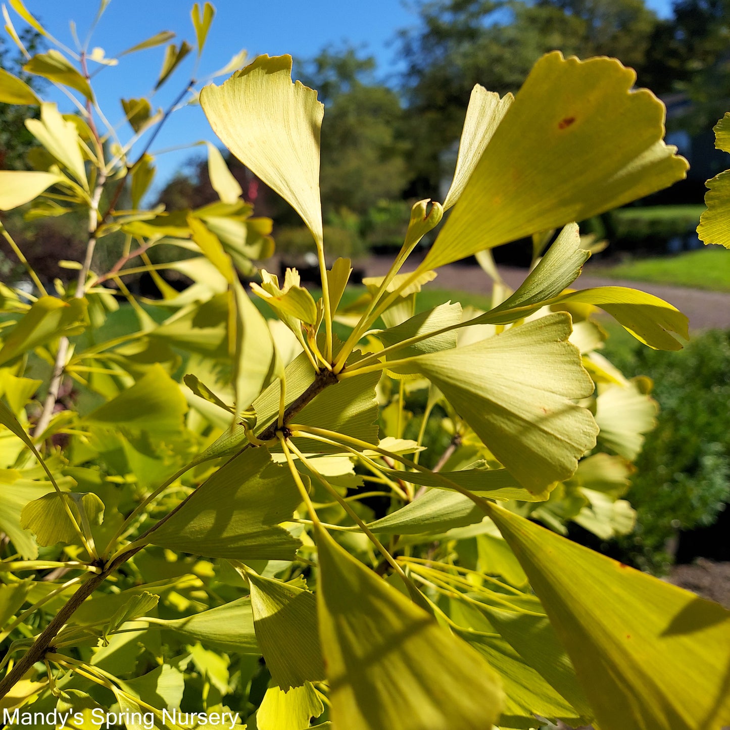 Autumn Gold Ginkgo | Ginkgo biloba 'Autumn Gold'