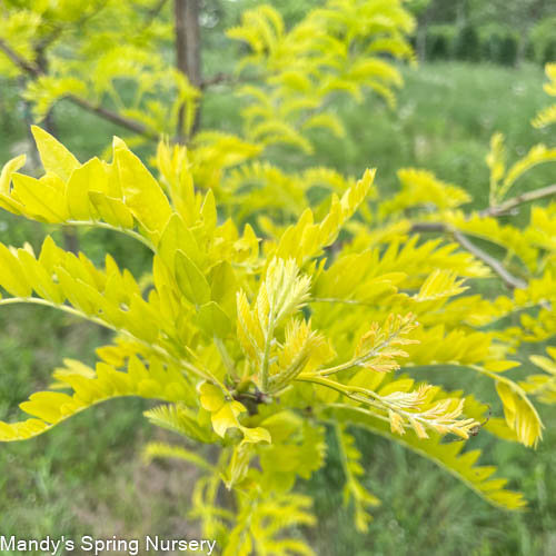 Sunburst Honeylocust | Gleditsia triacanthos var. inermis 'Suncole'