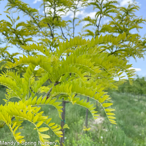 Sunburst Honeylocust | Gleditsia triacanthos var. inermis 'Suncole'