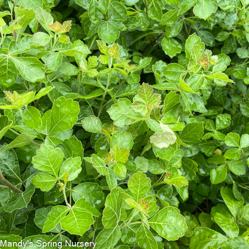 Gro-Low Fragrant Sumac | Rhus aromatica