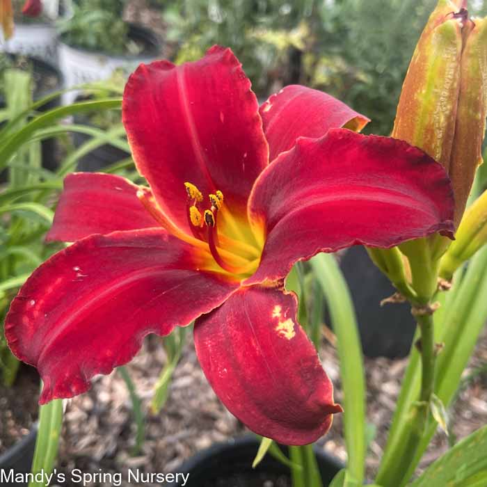 Indian Love Call Daylily | Hemerocallis