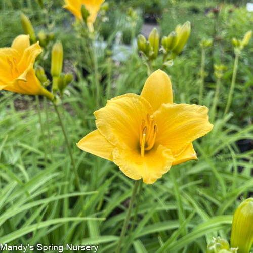 Stella de Oro Daylily | Hemerocallis 'Stella de Oro'