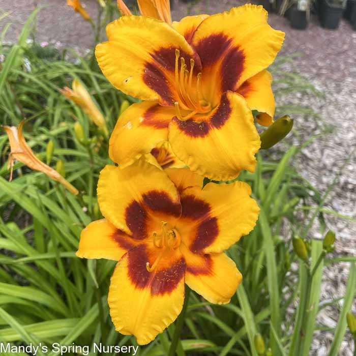 Tiger Swirl Daylily | Hemerocallis 'Tiger Swirl'