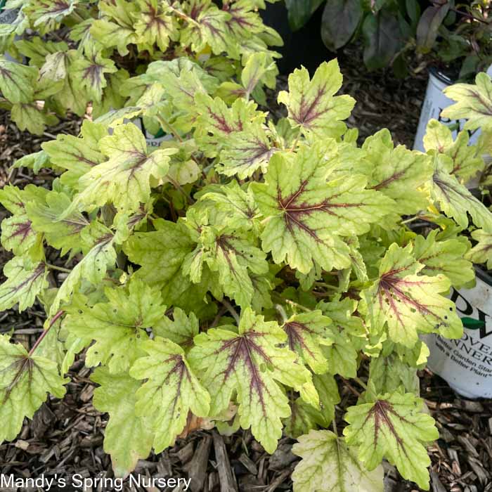 'Eye Spy' Foamy Bells | Heucherella