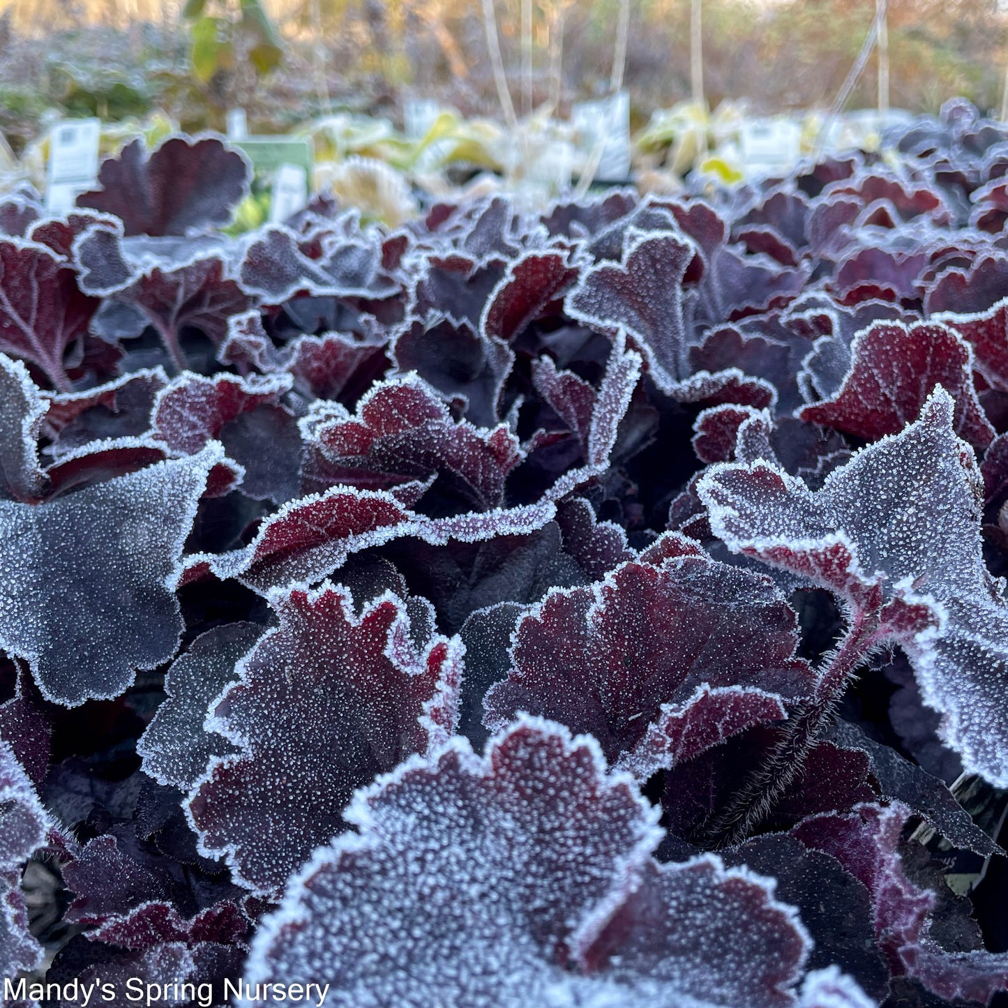 Northern Exposure Silver Coral Bells | Heuchera