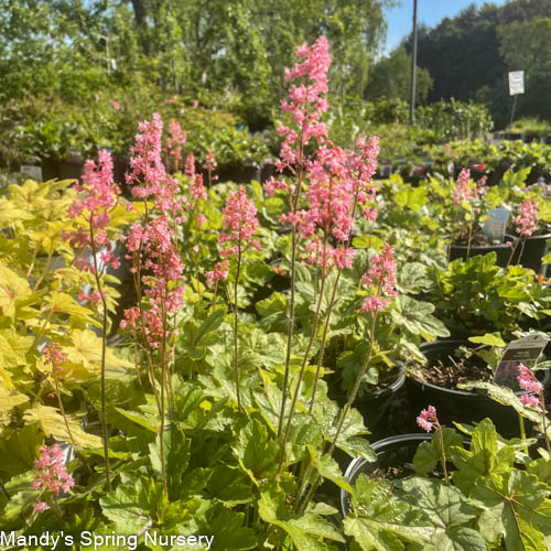 Pink Fizz Foamy Bells | Heucherella