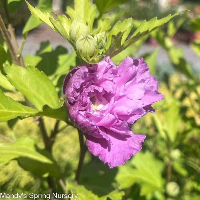 French Cabaret Rose of Sharon | Hibiscus syriacus